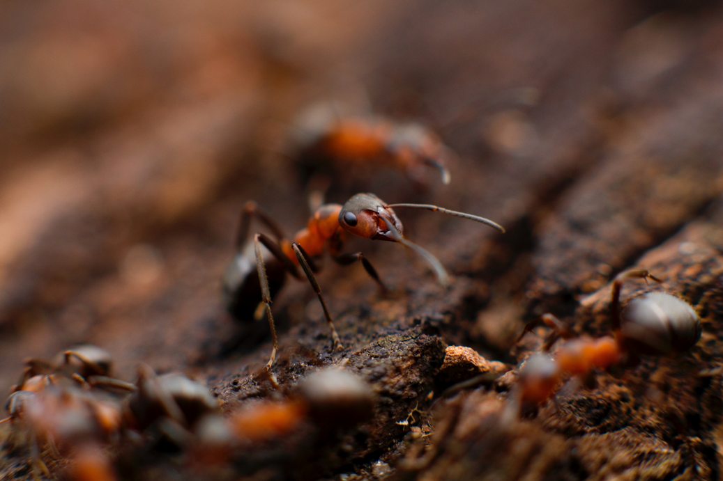 Vermpest_Ants